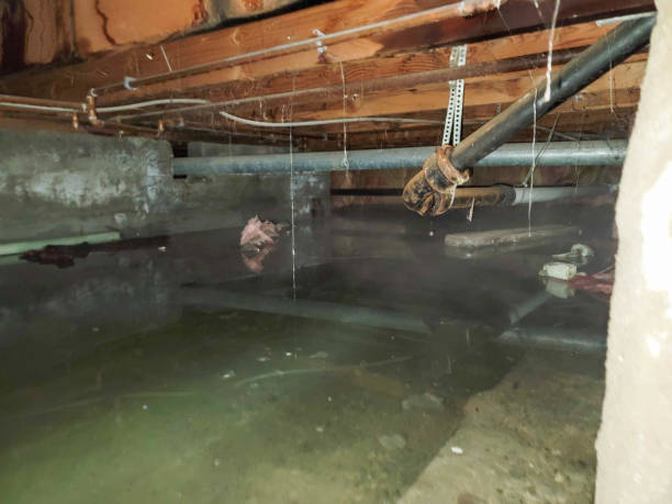 Best Carpet water damage restoration  in Bohners Lake, WI